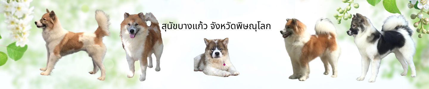 สุนัขบางแก้ว